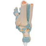 Afbeeldingen van Voet met ligamenten